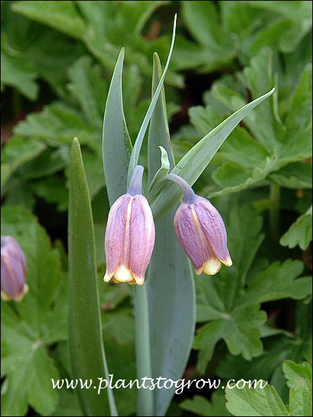 Closed flowers with the purple sepals and pointed glaucous leaves